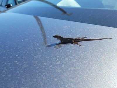 2025 Nissan Sentra SV CVT